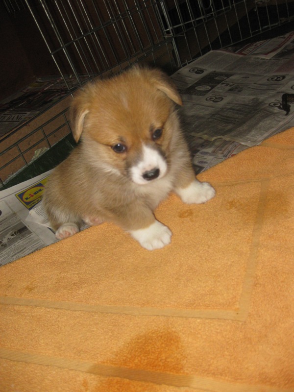 Puppies